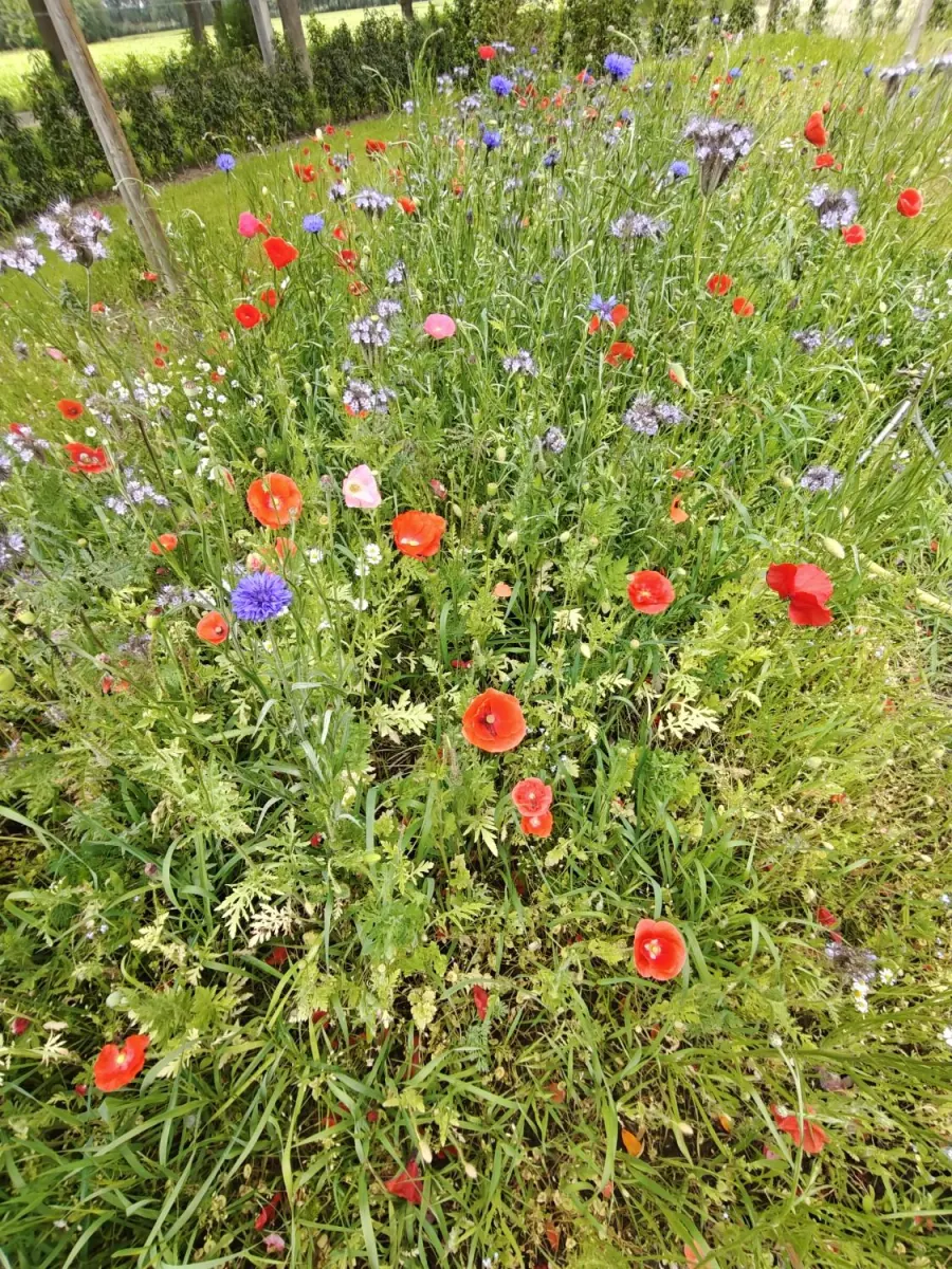 Bloemenweide met klaprozen en korenbloemen langs het erf